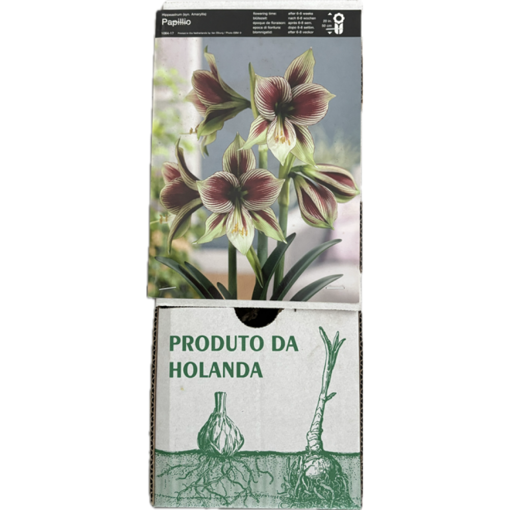 S.BOLBO GR AMARYLLIS EXOTICOS PAPILIO - CAIXA 10 UNIDADES
