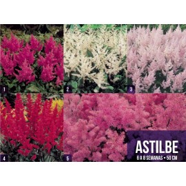 S.BOLBO GR ASTILBE - CAIXA 60 UNIDADES