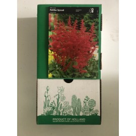S.BOLBO GR ASTILBE - CAIXA 12 UNIDADES