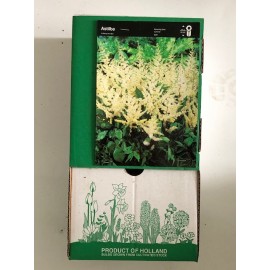 S.BOLBO GR ASTILBE - CAIXA 12 UNIDADES