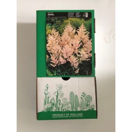S.BOLBO GR ASTILBE - CAIXA 12 UNIDADES