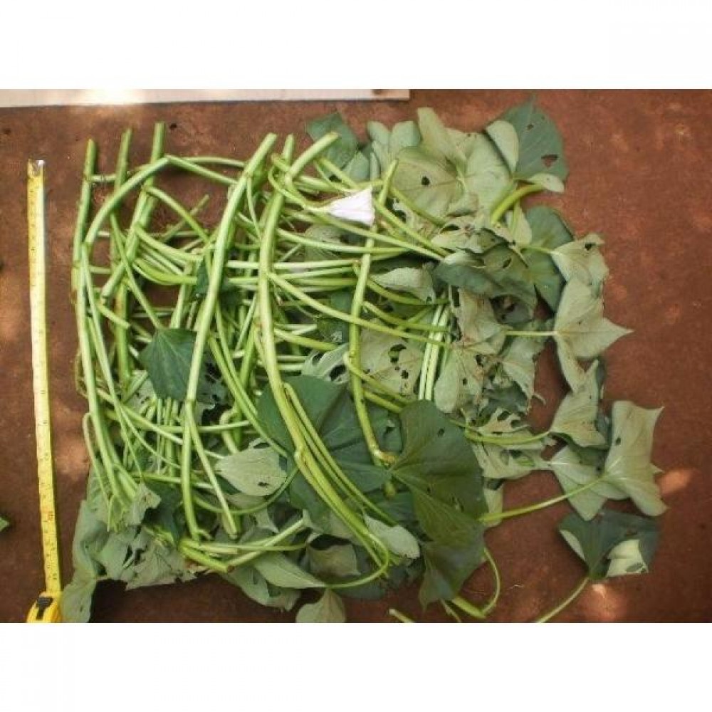 S.PLANTA BATATA DOCE   -  MOLHO 25 UNIDADES