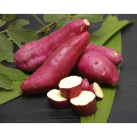 S.PLANTA BATATA DOCE   -  MOLHO 25 UNIDADES
