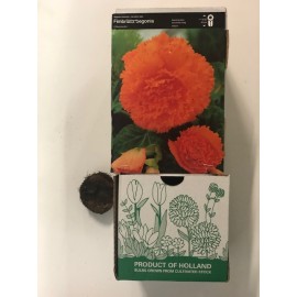S.BOLBO GR BEGONIA FIMBRIATA - CX 30 UNIDADES