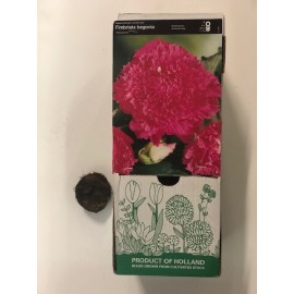 S.BOLBO GR BEGONIA FIMBRIATA - CX 30 UNIDADES