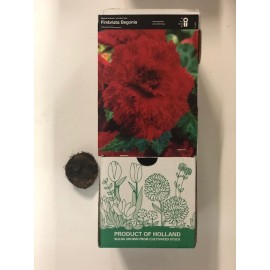 S.BOLBO GR BEGONIA FIMBRIATA - CX 30 UNIDADES