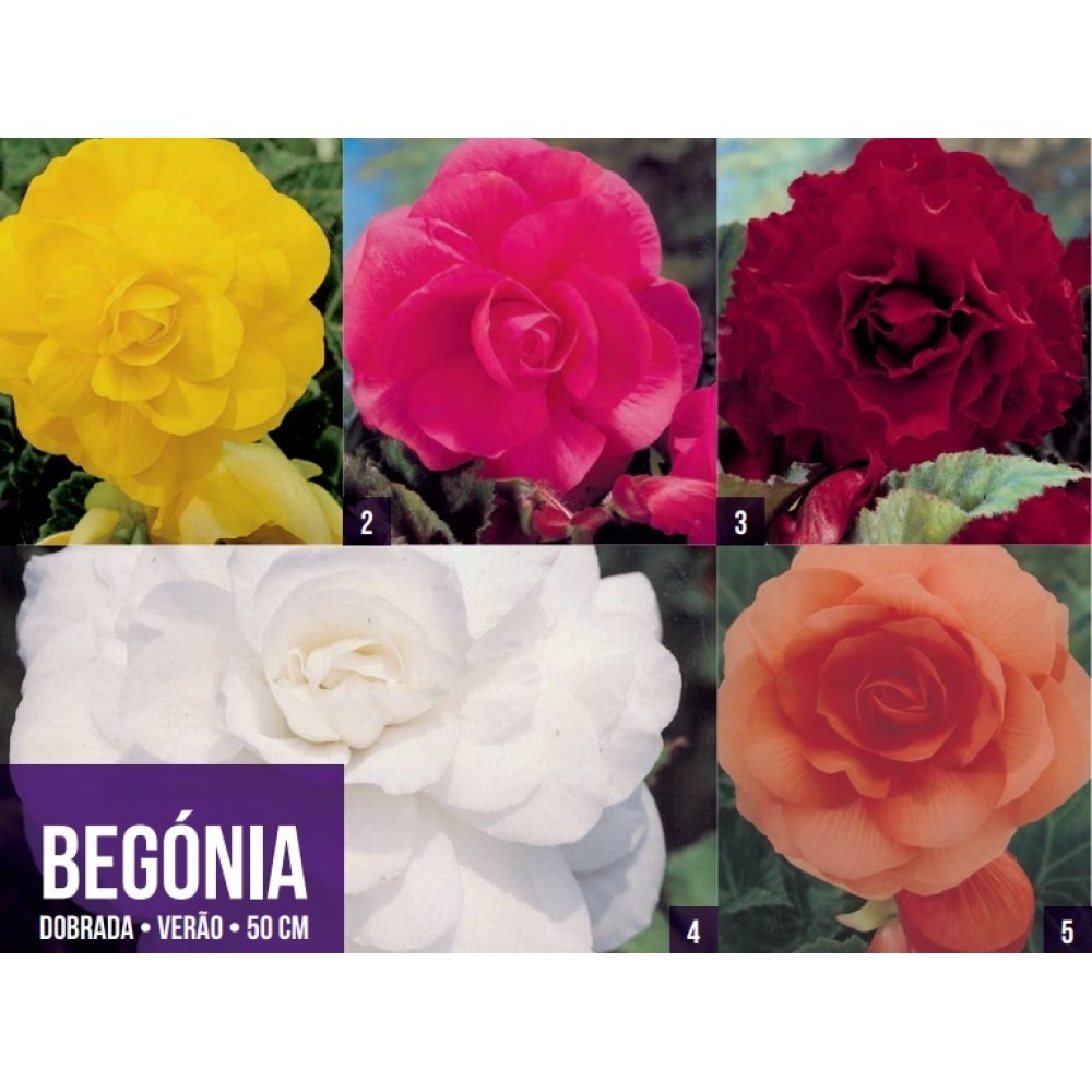 S.BOLBO GR BEGONIA DOBRADA - CX 100 UNIDADES