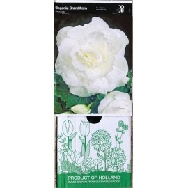 S.BOLBO GR BEGONIA DOBRADA - CX 30 UNIDADES