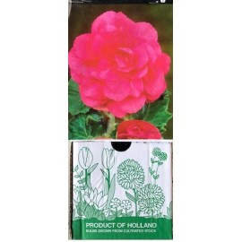 S.BOLBO GR BEGONIA DOBRADA - CX 30 UNIDADES