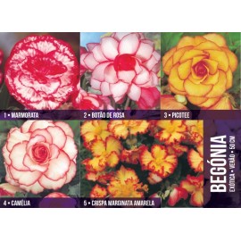 S.BOLBO GR BEGONIA EXOTICA - CX 100 UNIDADES