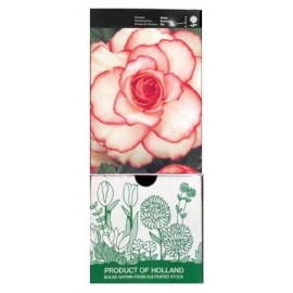 S.BOLBO GR BEGONIA EXOTICA - CX 30 UNIDADES