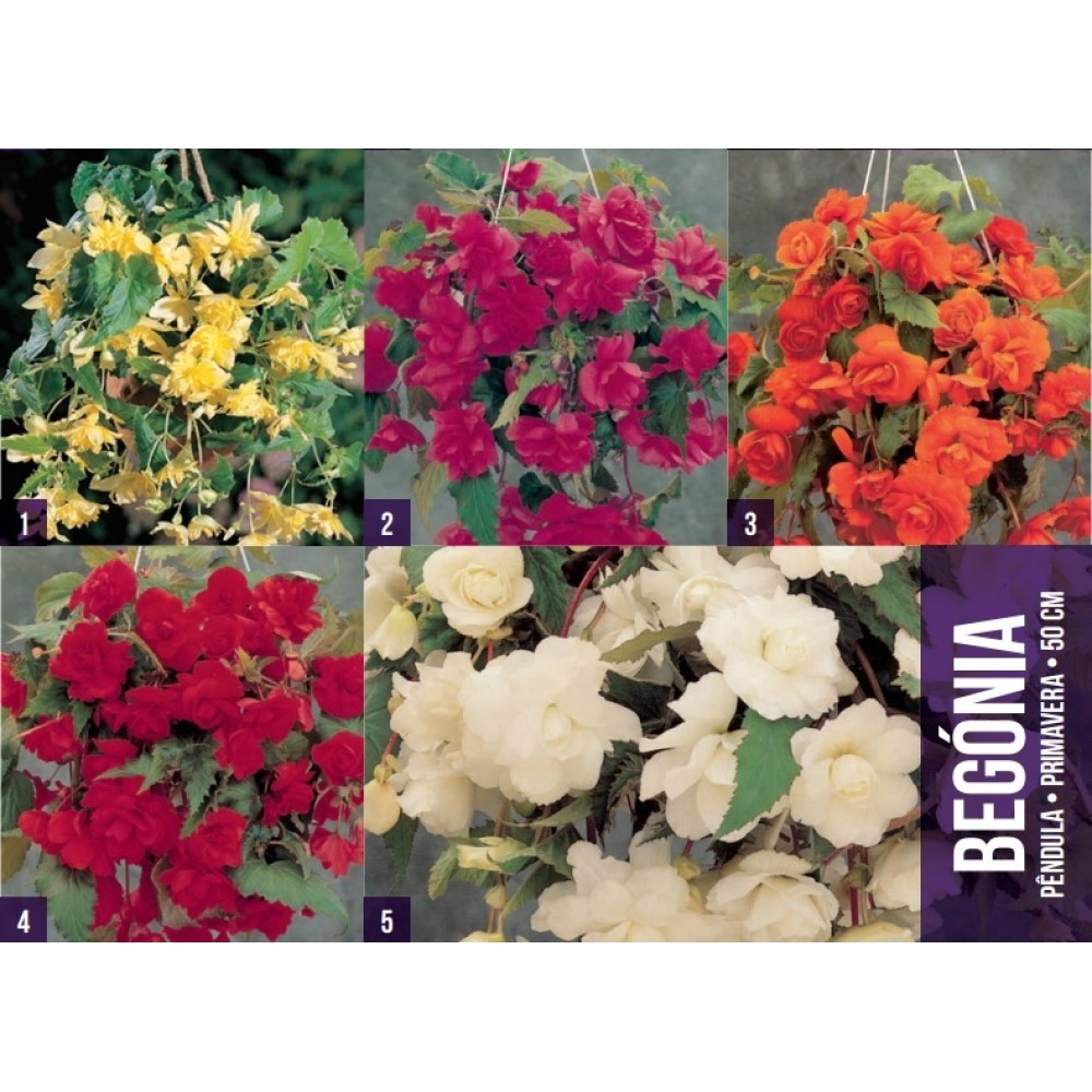 S.BOLBO GR BEGONIA PENDULA - CX 100 UNIDADES