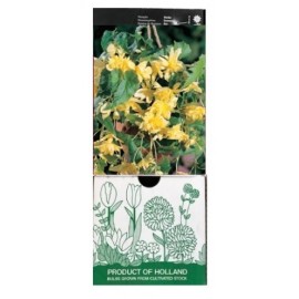 S.BOLBO GR BEGONIA PENDULA - CX 30 UNIDADES