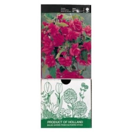 S.BOLBO GR BEGONIA PENDULA - CX 30 UNIDADES