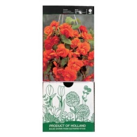 S.BOLBO GR BEGONIA PENDULA - CX 30 UNIDADES