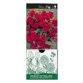 S.BOLBO GR BEGONIA PENDULA - CX 30 UNIDADES