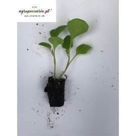 S.PLANTA BERINJELA - UNIDADE