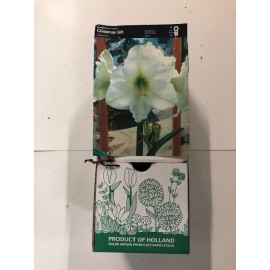 S.BOLBO DC FLOR DE LIS  - CX 30 UNIDADES