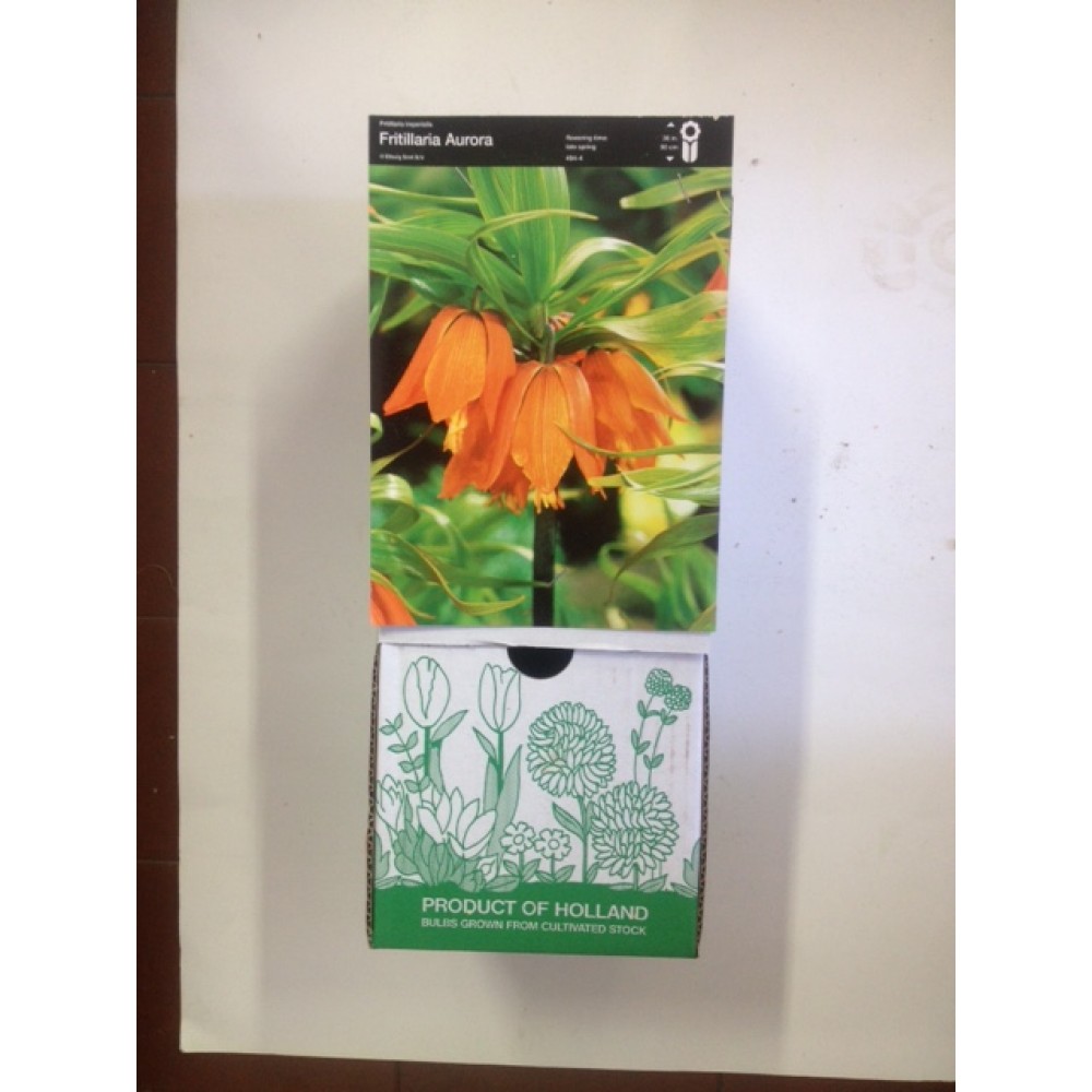 S.BOLBO DC FRITILARIA IMPERIAL LARANJA - CX 15 BOLBOS