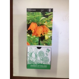 S.BOLBO DC FRITILARIA IMPERIAL LARANJA - CX 15 BOLBOS