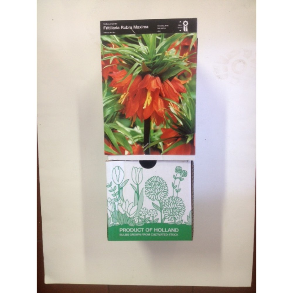 S.BOLBO DC FRITILARIA IMPERIAL VERMELHA - CX 15 BOLBOS