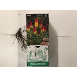 S.BOLBO DC KNIPHOFIA  - CAIXA 30 UNIDADES