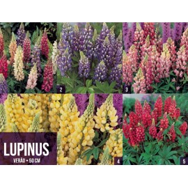 S.BOLBO GR LUPINOS  - CAIXA 150 UNIDADES