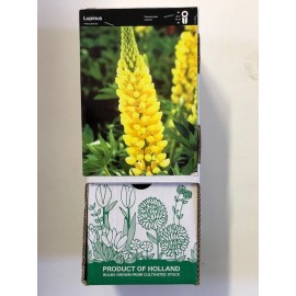 S.BOLBO GR LUPINOS  - CAIXA 30 UNIDADES