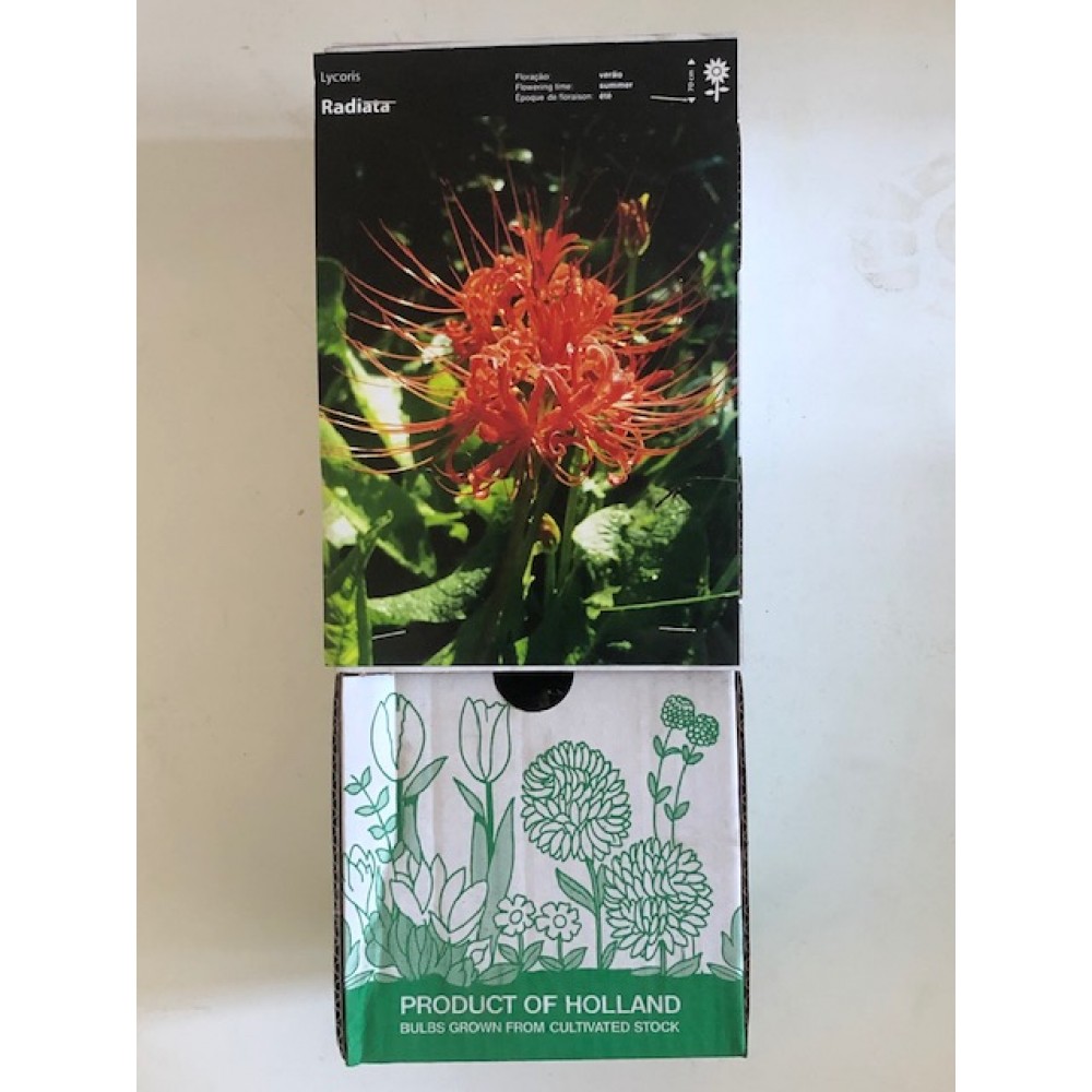 S.BOLBO DC LYCORIS - CAIXA  30 UNIDADES