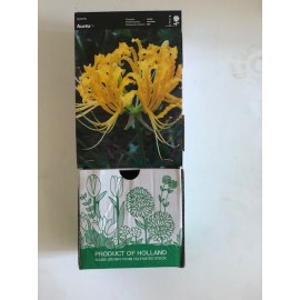 S.BOLBO DC LYCORIS - CAIXA  30 UNIDADES