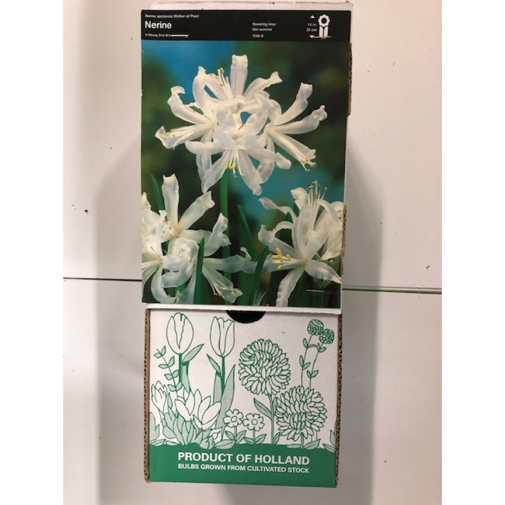 S.BOLBO GR NERINE BRANCA - CAIXA 30 UNIDADES