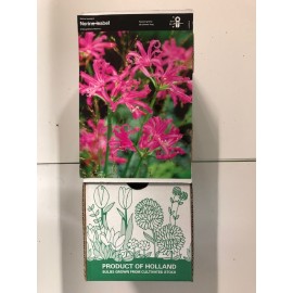S.BOLBO GR NERINE ROSA ESCURO - CAIXA 30 UNIDADES