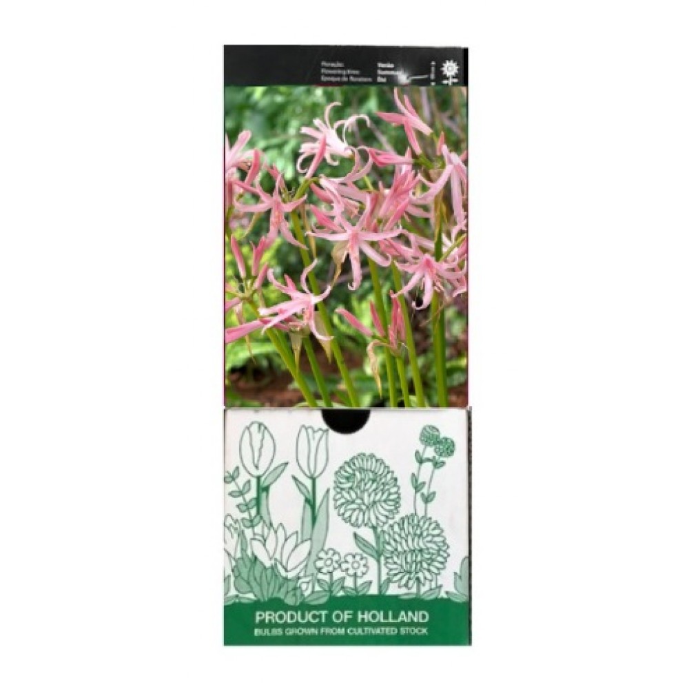 S.BOLBO GR NERINE ROSA CLARO - CAIXA 30 UNIDADES