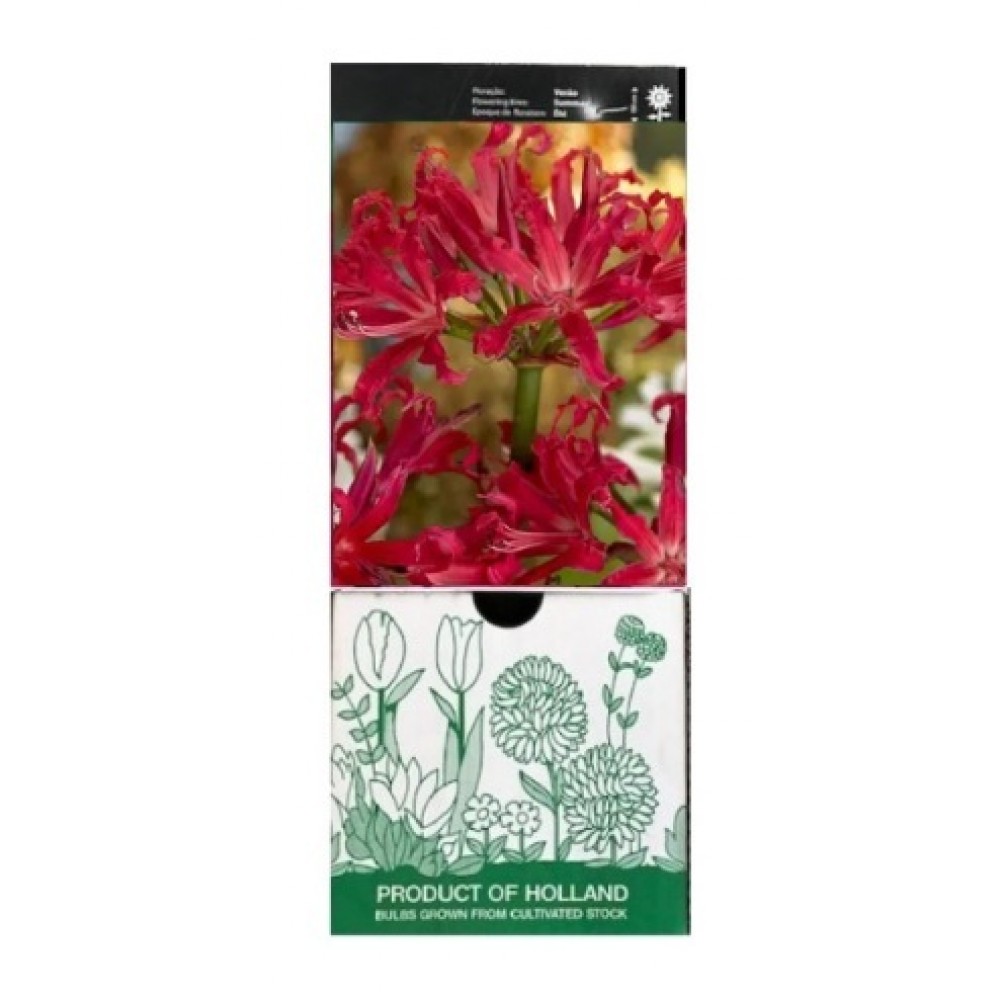 S.BOLBO GR NERINE VERMELHA PEARL OF CHERRY - CAIXA 30 UNIDADES