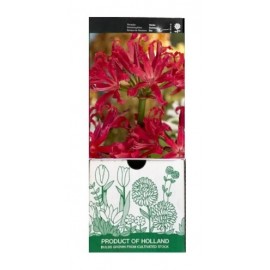 S.BOLBO GR NERINE VERMELHA PEARL OF CHERRY - CAIXA 30 UNIDADES