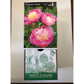 S.BOLBO GR PEONIA BOWL OF BEAUTY - CAIXA 10 UNIDADES