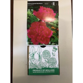 S.BOLBO GR PEONIA ROSA - CAIXA 10 UNIDADES