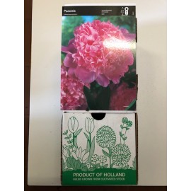 S.BOLBO GR PEONIA ROSA CLARA - CAIXA 10 UNIDADES