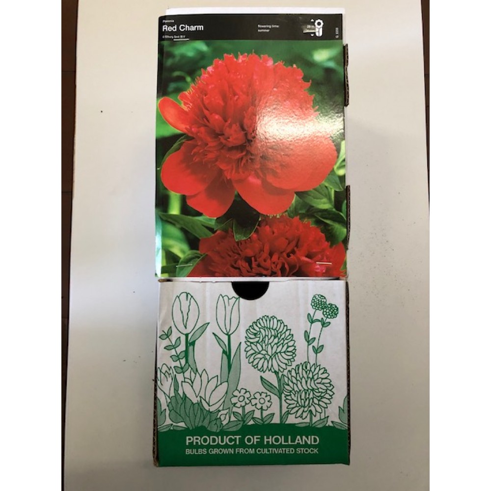 S.BOLBO GR PEONIA VERMELHA - CAIXA 10 UNIDADES