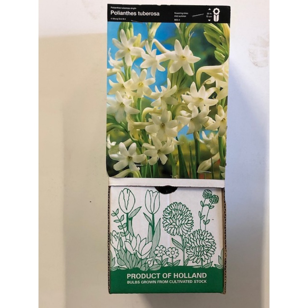 S.BOLBO GR POLIANTOS TUBEROSA DOBRADOS - CAIXA 30 UNIDADES