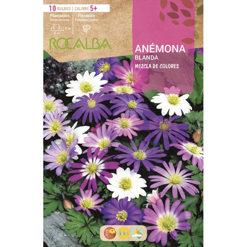 S.BOLBO RO.GAVETA 200 ANEMONAS BLANDA MISTURA DE CORES   - BUAB1030