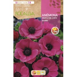 S.BOLBO RO.GAVETA 200 ANEMONAS SIMPLES DE CAEN SYPHIDE - BUAC1055