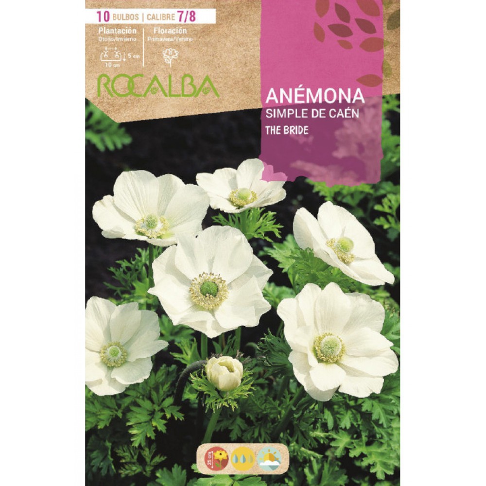 S.BOLBO RO.GAVETA 200 ANEMONAS SIMPLES DE CAEN THE BRIDE-BUAC1060