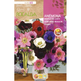 S.BOLBO RO.GAVETA 200 ANEMONA SIMPLES DE CAEN EXTRA LONGO MISTURA DE CORES   -BUAG1180