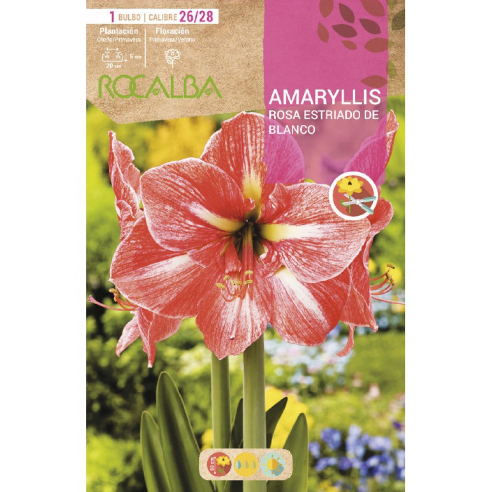 S.BOLBO RO.GAVETA 15 AMARYLLIS LISTRADO ROSA COM  BRANCO  -BUAM1000