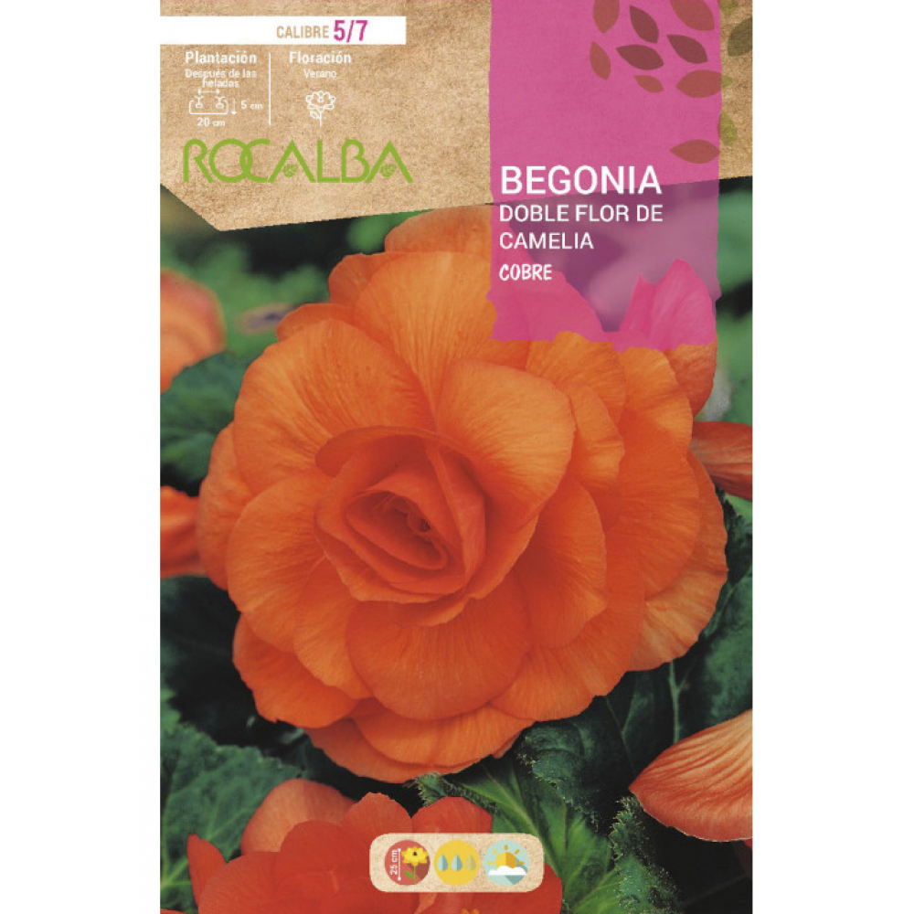 S.BOLBO RO.GAVETA BEGONIA FLOR DE CAMELIA COBRE-BUBD2700