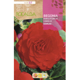 S.BOLBO RO.GAVETA BEGONIA FLOR DE CAMELIA ESCAR-BUBD2710