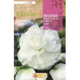 S.BOLBO RO.GAVETA BEGONIA FLOR DE CAMELIA BRANCO-BUBD2715