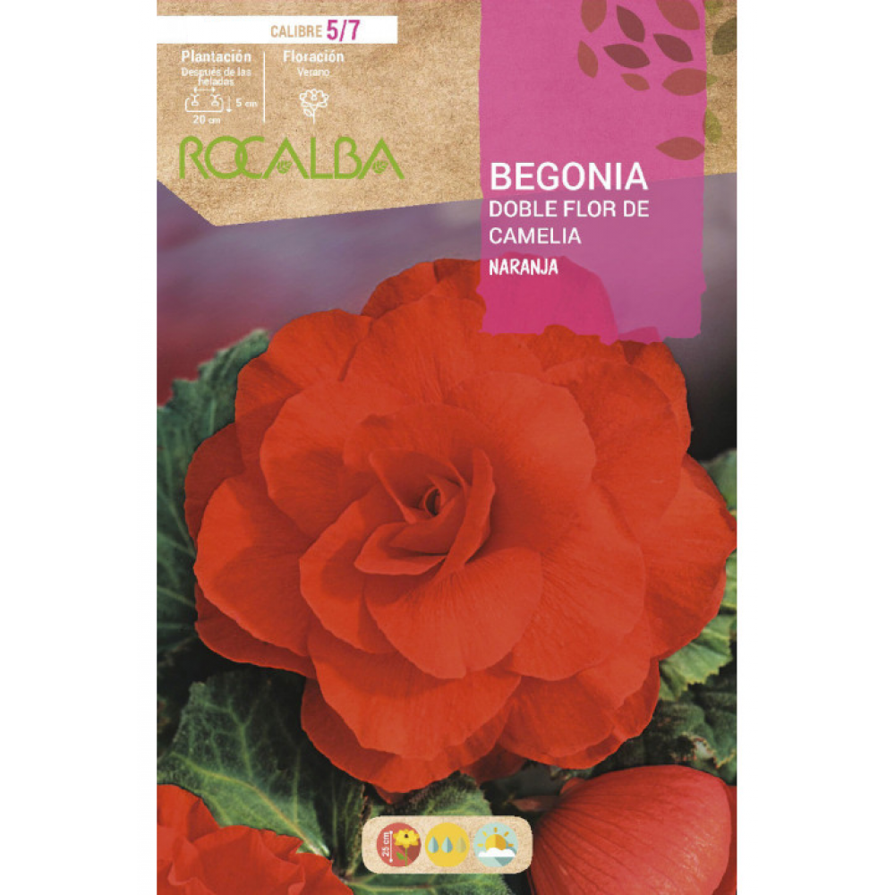 S.BOLBO RO.GAVETA BEGONIA FLOR DE CAMELIA LARANJ-BUBD2720