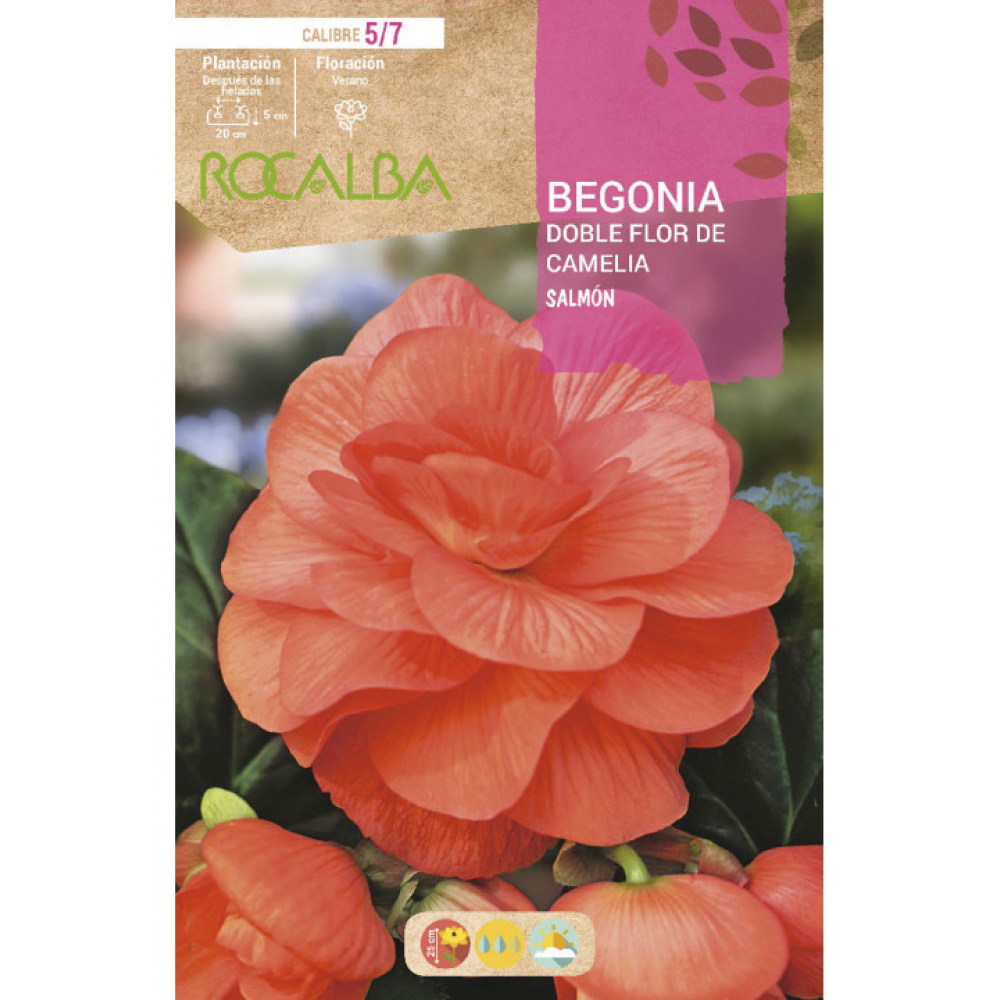 S.BOLBO RO.GAVETA BEGONIA FLOR DE CAMELIA SALMAO-BUBD2725